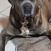 Nerros a rejoint le concours — aidez-le/la à gagner de superbes lots ! dog, brindle_coat, pet, indoor, floor_tile, mat, canine, animal, resting, looking_at_camera, large_dog, calm, fur, ears, eyes, nose, front_leg, home, domestic, companion