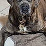 dog, brindle_coat, pet, indoor, floor_tile, mat, canine, animal, resting, looking_at_camera, large_dog, calm, fur, ears, eyes, nose, front_leg, home, domestic, companion