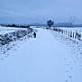 Nerros participe au concours pour gagner de l'argent avec cette photo : animal, bare_tree, blue_sky, cold, dog, fence, field, footprints, landscape, nature, outdoor, overcast, path, quiet, rural, snow, solitude, tree, walking, winter