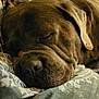 Nerros participe au concours pour gagner de l'argent avec cette photo : animal, blanket, brown, closeup, comfort, cozy, dog, ear, face, fur, indoors, nose, pattern, pet, relaxed, rest, sleeping, snout, soft, wrinkles