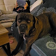 Nerros a rejoint le concours — aidez-le/la à gagner de superbes lots ! blanket, brown_dog, casual, couch, cushion, dog, floor, furniture, home_interior, indoor, large_dog, living_room, person, relaxing, seated_person, sofa, stairs, tablet, tile_floor, wooden_table