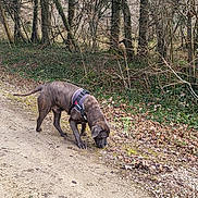 Nerros a rejoint le concours — aidez-le/la à gagner de superbes lots ! animal, brindle, brown, canine, curious, daylight, dirt_path, dog, forest, ground, harness, leafless, leaves, nature, outdoor, scenery, sniffing, trees, walking, woods