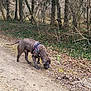 animal, brindle, brown, canine, curious, daylight, dirt_path, dog, forest, ground, harness, leafless, leaves, nature, outdoor, scenery, sniffing, trees, walking, woods