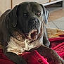 dog, large_dog, pet, indoor, blanket, red_blanket, wooden_drawers, floor_tiles, resting, lying_down, canine, animal, mammal, paw, fur, ears, nose, eyes, home, comfort