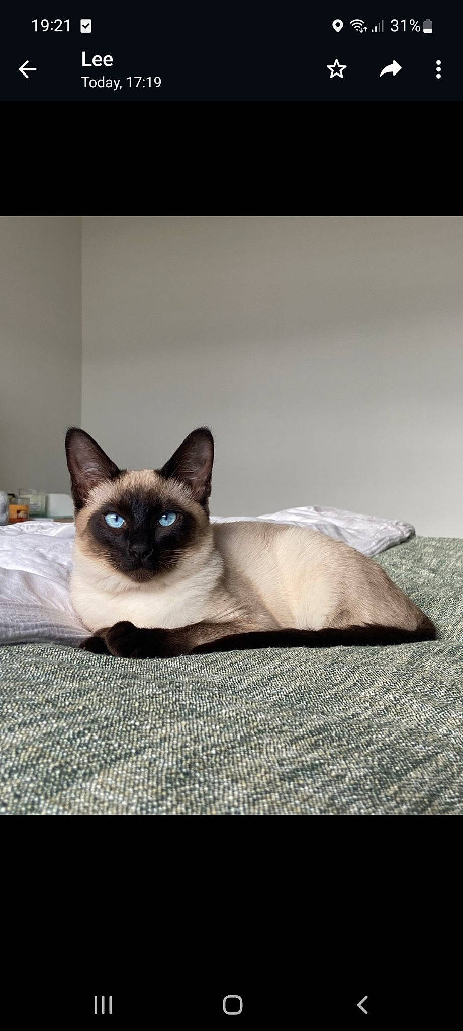 Piper joined the competition — help win amazing prizes! carnivore, cat, comfort, fawn, felidae, fur, siamese, small_to_medium_sized_cats, tail, terrestrial_animal, whiskers