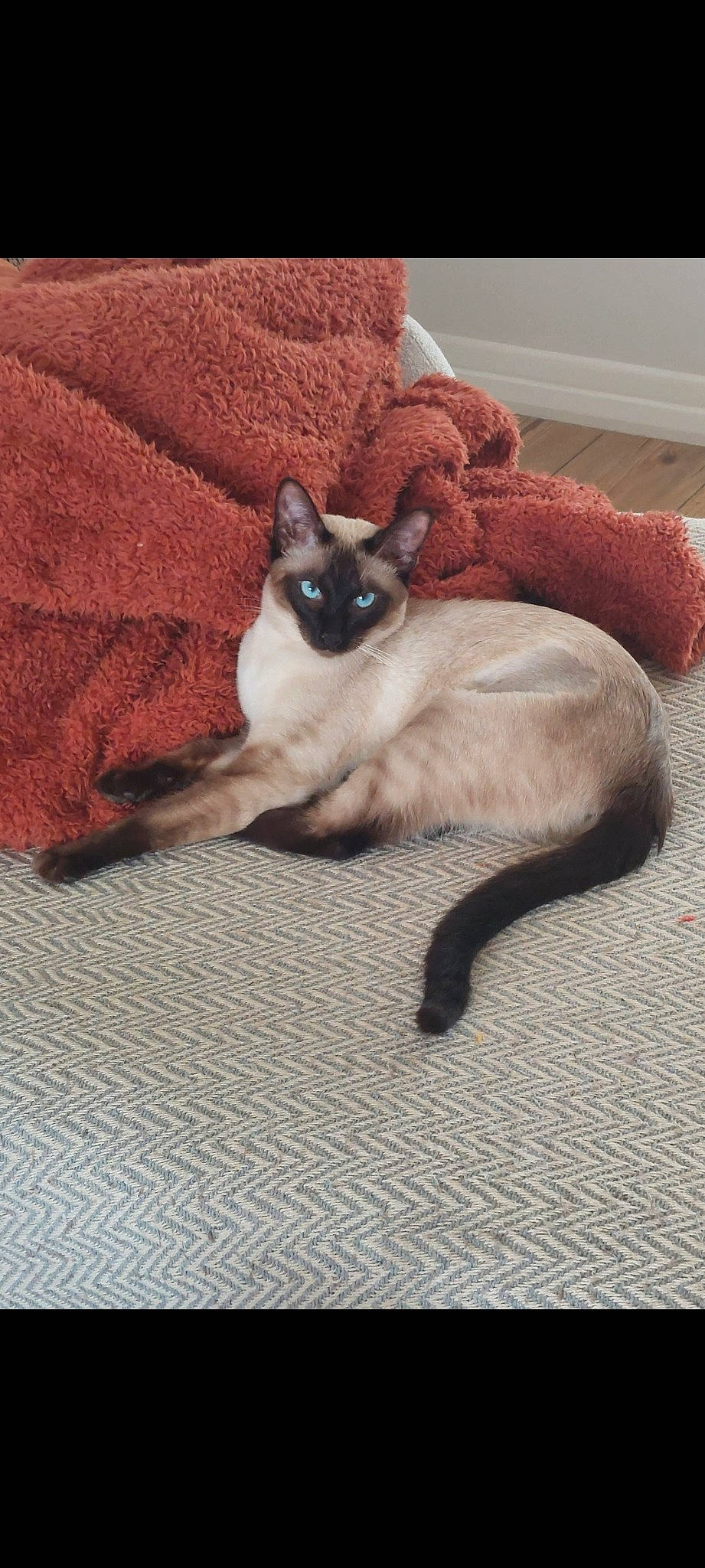Piper joined the competition — help win amazing prizes! balinese, carnivore, cat, comfort, fawn, felidae, flooring, foot, fur, human_leg, siamese, small_to_medium_sized_cats, tail, thai, whiskers