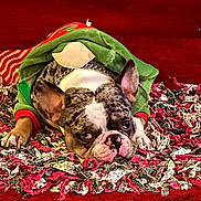 Tito is registered to the contest to win money with this photo: dog, bulldog, pet, costume, clothing, rug, carpet, red, green, white, face, ears, paw, indoor, animal, cute, laying, resting, expression, holiday