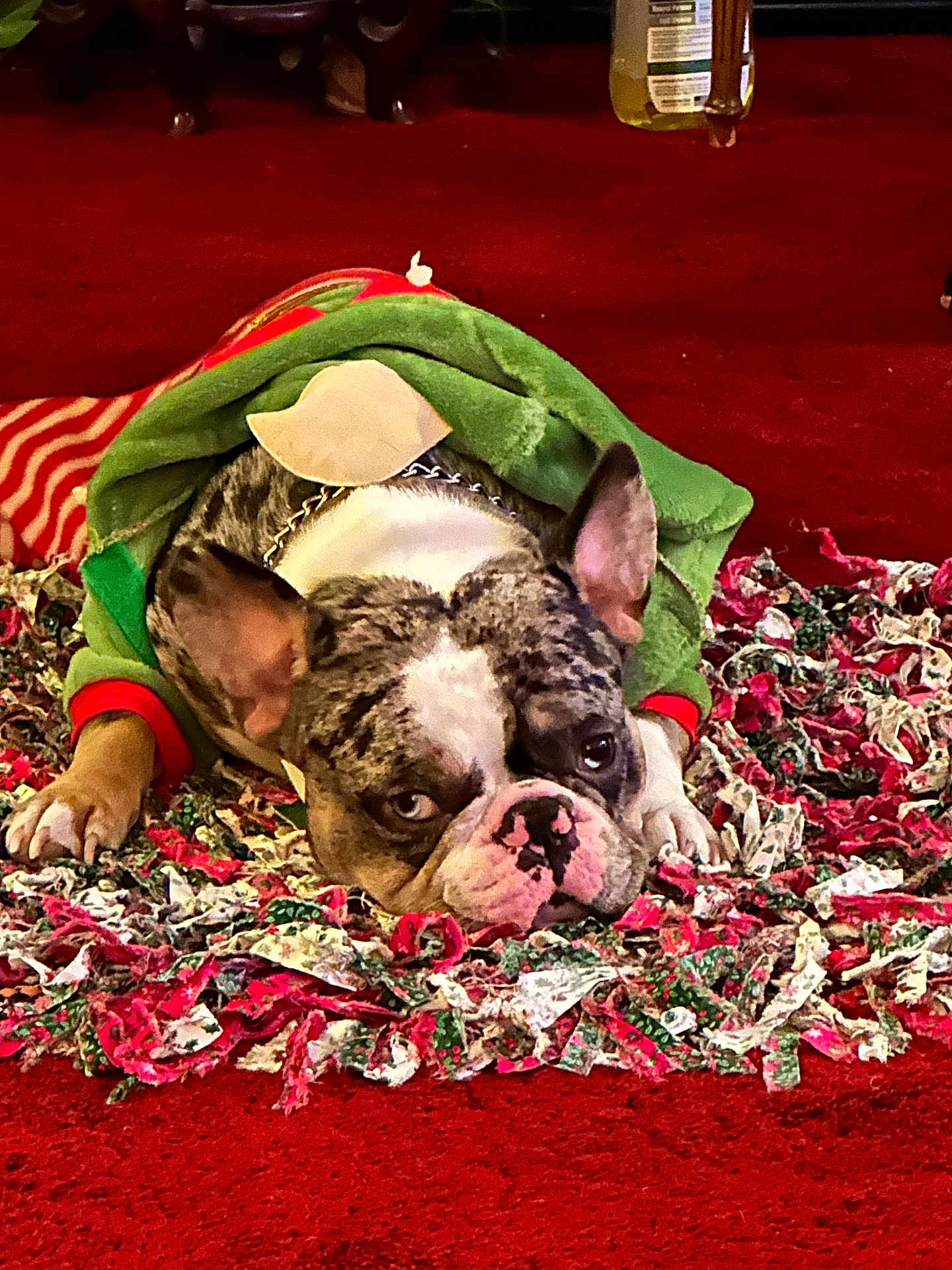 Tito is registered to the contest to win money with this photo: dog, bulldog, pet, costume, clothing, rug, carpet, red, green, white, face, ears, paw, indoor, animal, cute, laying, resting, expression, holiday