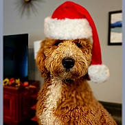Hazel joined the competition — help win amazing prizes! animal, brown_fur, christmas, closeup, curly_fur, cute, decor, dog, domestic_animal, face, festive, furniture, holiday, indoor, living_room, nose, pet, portrait, santa_hat, white_fur