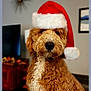 animal, brown_fur, christmas, closeup, curly_fur, cute, decor, dog, domestic_animal, face, festive, furniture, holiday, indoor, living_room, nose, pet, portrait, santa_hat, white_fur