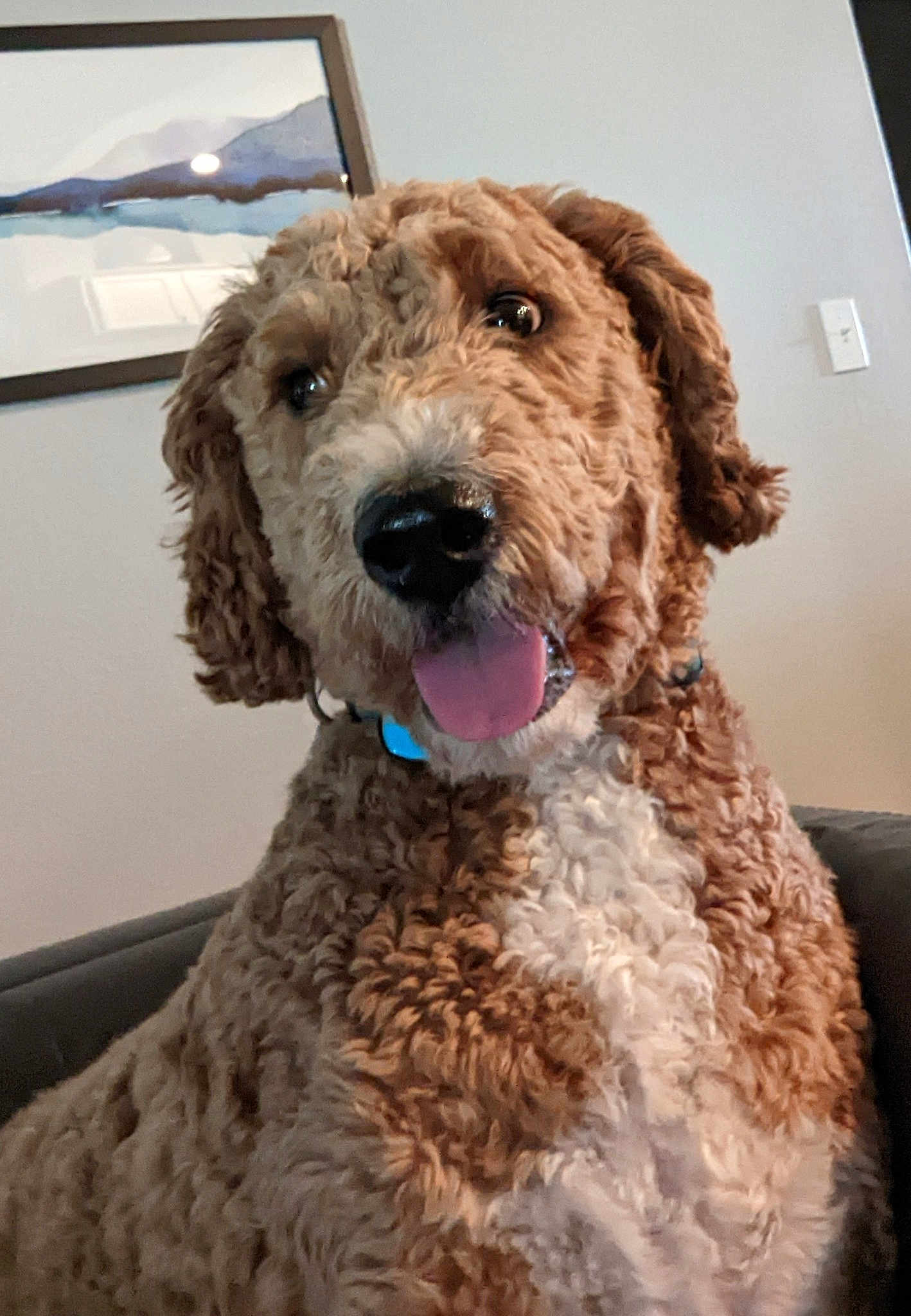 Hazel