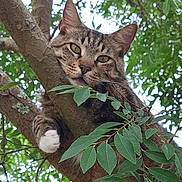 Niko joined the competition — help win amazing prizes! cat, tabby_cat, tree, branch, leaves, nature, outdoor, animal, pet, feline, paw, curious, greenery, wildlife, closeup, mammal, eye_contact, climbing, daylight, fur