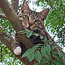 cat, tabby_cat, tree, branch, leaves, nature, outdoor, animal, pet, feline, paw, curious, greenery, wildlife, closeup, mammal, eye_contact, climbing, daylight, fur