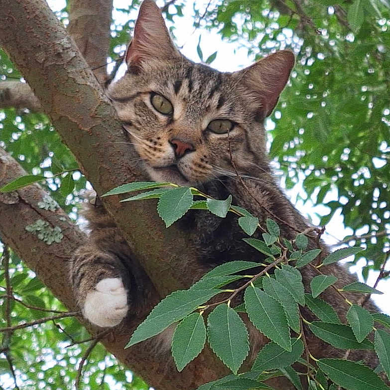 Niko