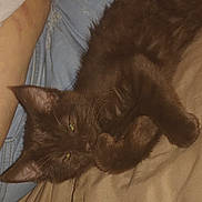 Brown Bear joined the competition — help win amazing prizes! cat, brown_cat, furry, whiskers, green_eyes, lying_down, sleepy, relaxed, bed, blanket, bedroom, indoor, pet, animal, close_up, portrait, fluffy, paws, ears, cozy