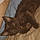 Brown Bear