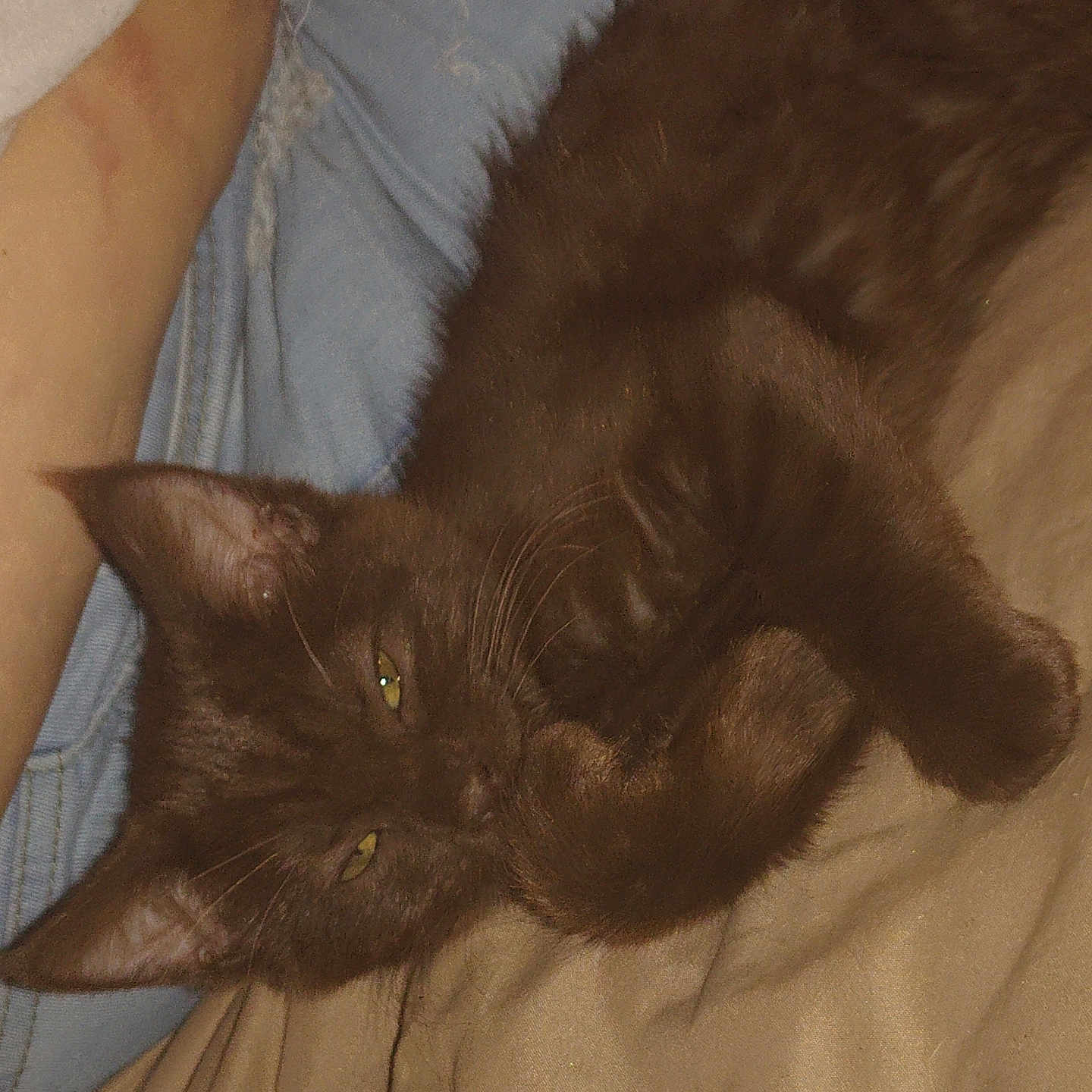 Brown Bear joined the competition — help win amazing prizes! cat, brown_cat, furry, whiskers, green_eyes, lying_down, sleepy, relaxed, bed, blanket, bedroom, indoor, pet, animal, close_up, portrait, fluffy, paws, ears, cozy