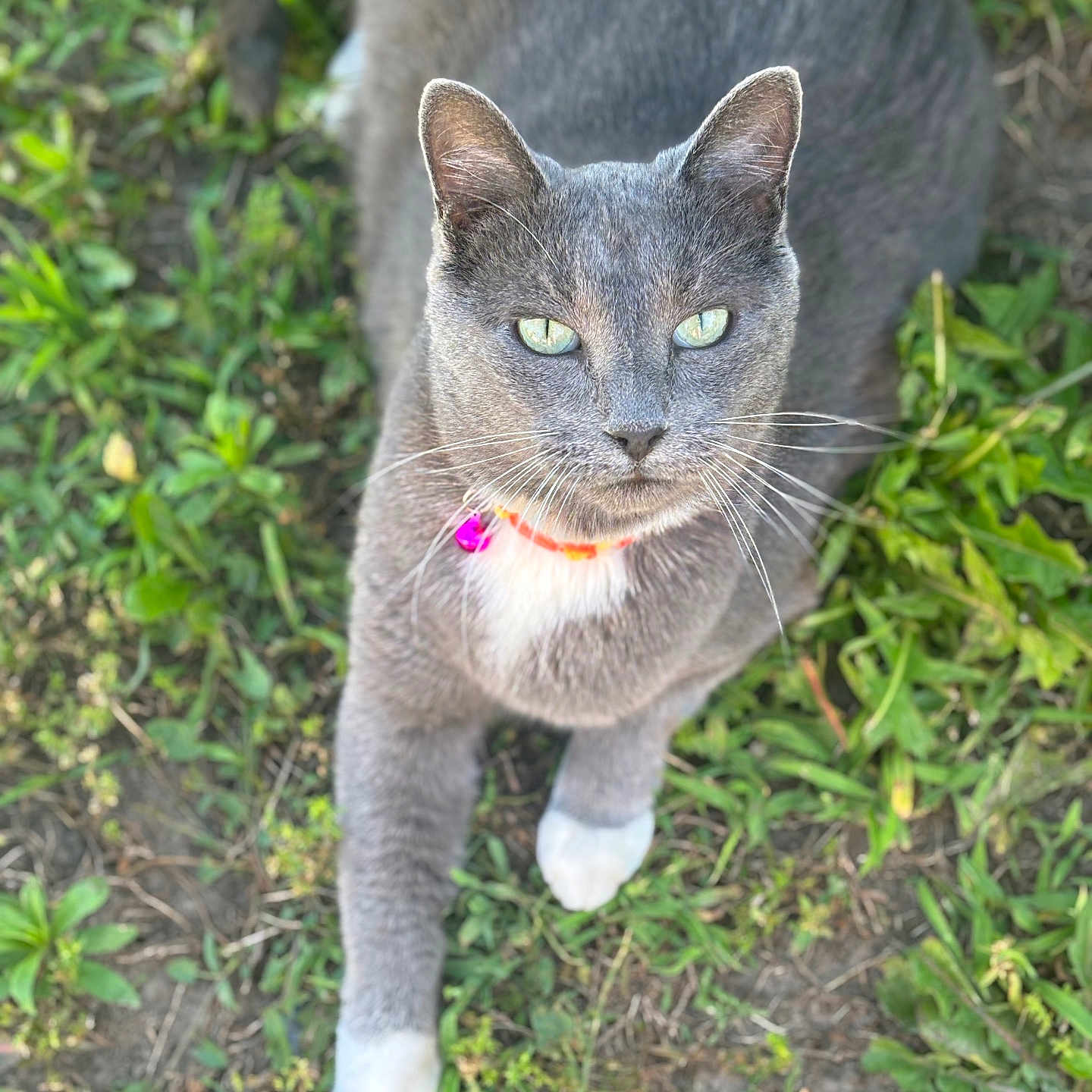 Tank is registered to the contest to win money with this photo: cat, gray_cat, green_eyes, white_paws, collar, bell, outdoor, grass, pet, animal, feline, close_up, portrait, whiskers, alert, nature, sunlight, cute, domestic_cat, looking_up