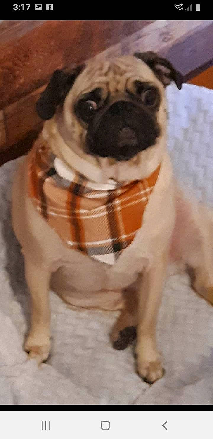 Bella joined the competition — help win amazing prizes! canidae, carnivore, collar, companion_dog, dog, dog_breed, dog_collar, dog_supply, fawn, iris, mammal, pet_supply, pug, sleeve, snout, sporting_group, toy_dog, whiskers, working_animal, wrinkle