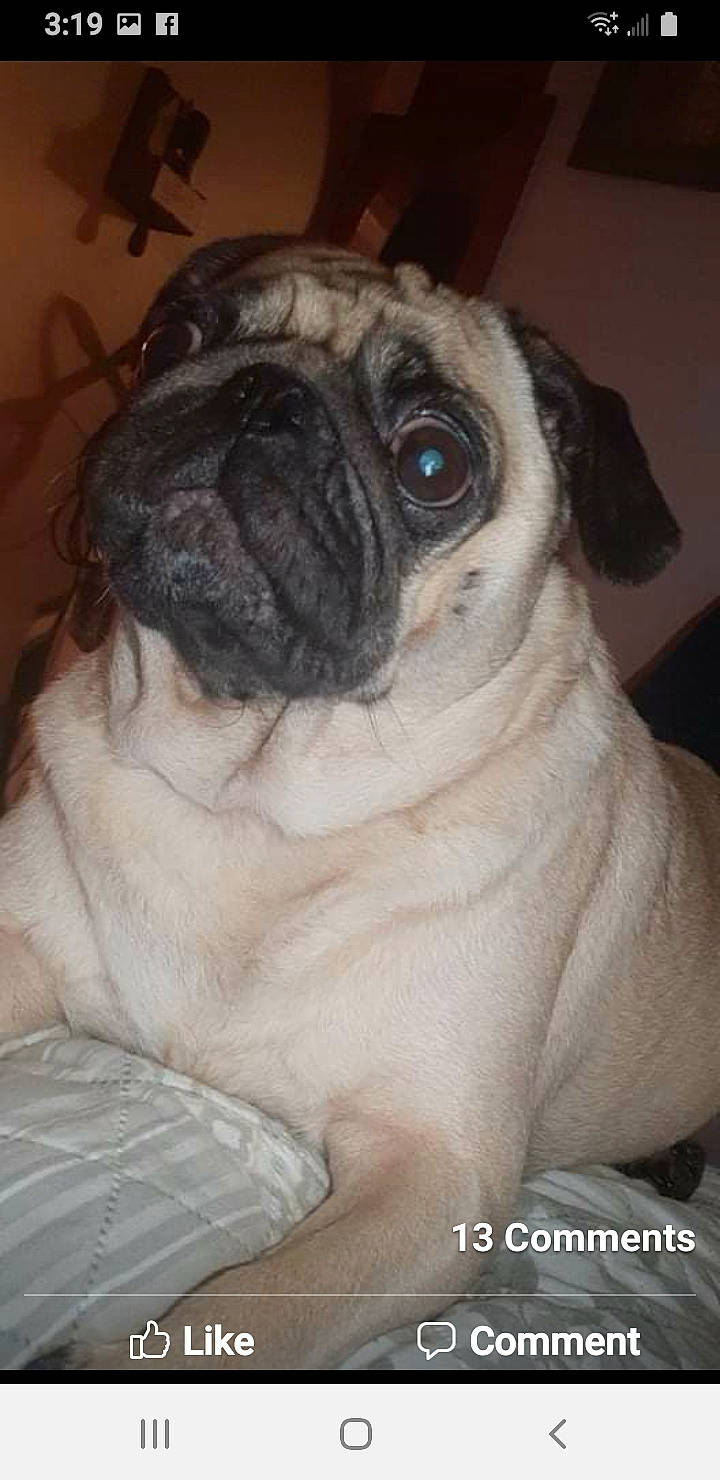 Bella joined the competition — help win amazing prizes! canidae, carnivore, companion_dog, dog, dog_breed, fawn, fur, iris, non_sporting_group, pug, snout, sporting_group, terrestrial_animal, toy_dog, whiskers, working_animal, wrinkle