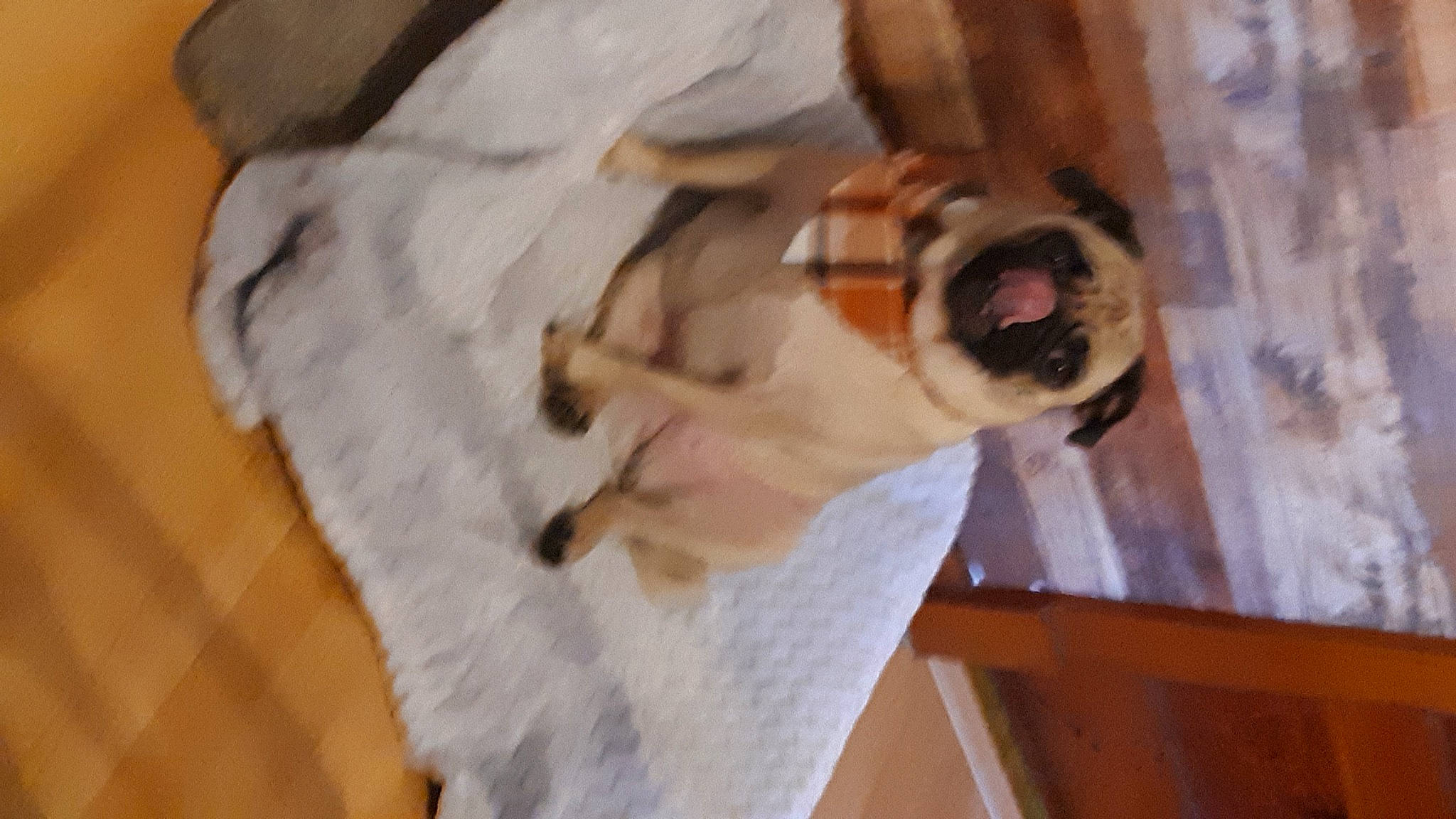 Bella joined the competition — help win amazing prizes! canidae, carnivore, comfort, companion_dog, dog, dog_breed, fawn, felidae, flooring, fur, hardwood, pet_supply, room, snout, sporting_group, tail, toy_dog, whiskers, wood, working_animal