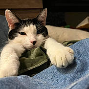 Kanna is registered to the contest to win money with this photo: cat, black_and_white, paw, stretching, relaxed, sleepy, fabric, denim, close_up, indoor, pet, feline, whiskers, cute, cozy, resting, animal, soft, fur, portrait