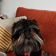 Uby participe au concours pour gagner de l'argent avec cette photo : dog, small_dog, shaggy_dog, beard, bow_tie, polka_dot, black_fur, brown_fur, portrait, sitting, indoors, sofa, couch, cushion, blanket, home, pet, close_up, camera_facing, cozy