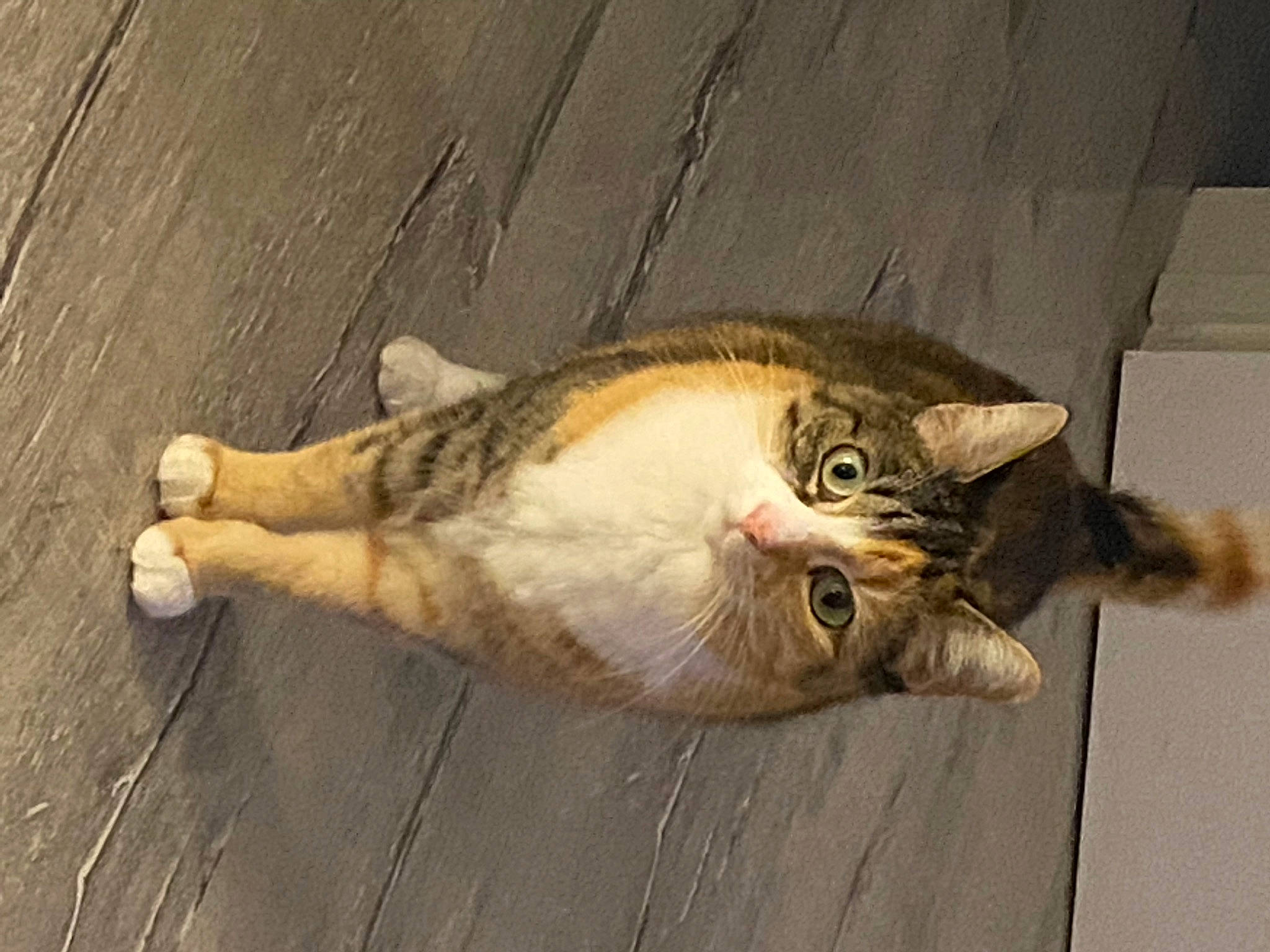 Blossom joined the competition — help win amazing prizes! carnivore, cat, claw, domestic_short_haired_cat, fawn, felidae, fur, paw, small_to_medium_sized_cats, snout, tail, whiskers, window, wood