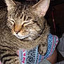 Banditt joined the competition — help win amazing prizes! abyssinian, accessories, animal, architecture, bag, building, cat, chair, couch, cushion, furniture, handbag, homedecor, indoors, kitten, manx, person, pet, plant, sleeping