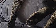 Banditt joined the competition — help win amazing prizes! abyssinian, animal, architecture, bed, blanket, building, cat, chair, couch, cushion, furniture, homedecor, indoors, kitten, livingroom, manx, person, pet, room, sleeping
