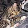 cat, tabby, sleeping, blanket, gray, white_paws, pink_pads, game_controller, indoor, cozy, pet, feline, relaxed, cute, resting, soft_texture, striped, closeup, comfort, napping
