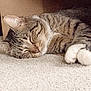 Maverick is registered to the contest to win money with this photo: cat, tabby_cat, sleeping, carpet, white_paws, fur, whiskers, cardboard_box, cozy, resting, domestic_cat, pet, close_up, indoor, animal, cute, relaxed, feline, soft_texture, nap