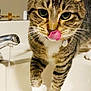 cat, tabby, licking, tongue, white_paws, sink, faucet, water, indoor, pet, curious, closeup, animal, domestic_cat, striped, whiskers, collar, household, cute, playful