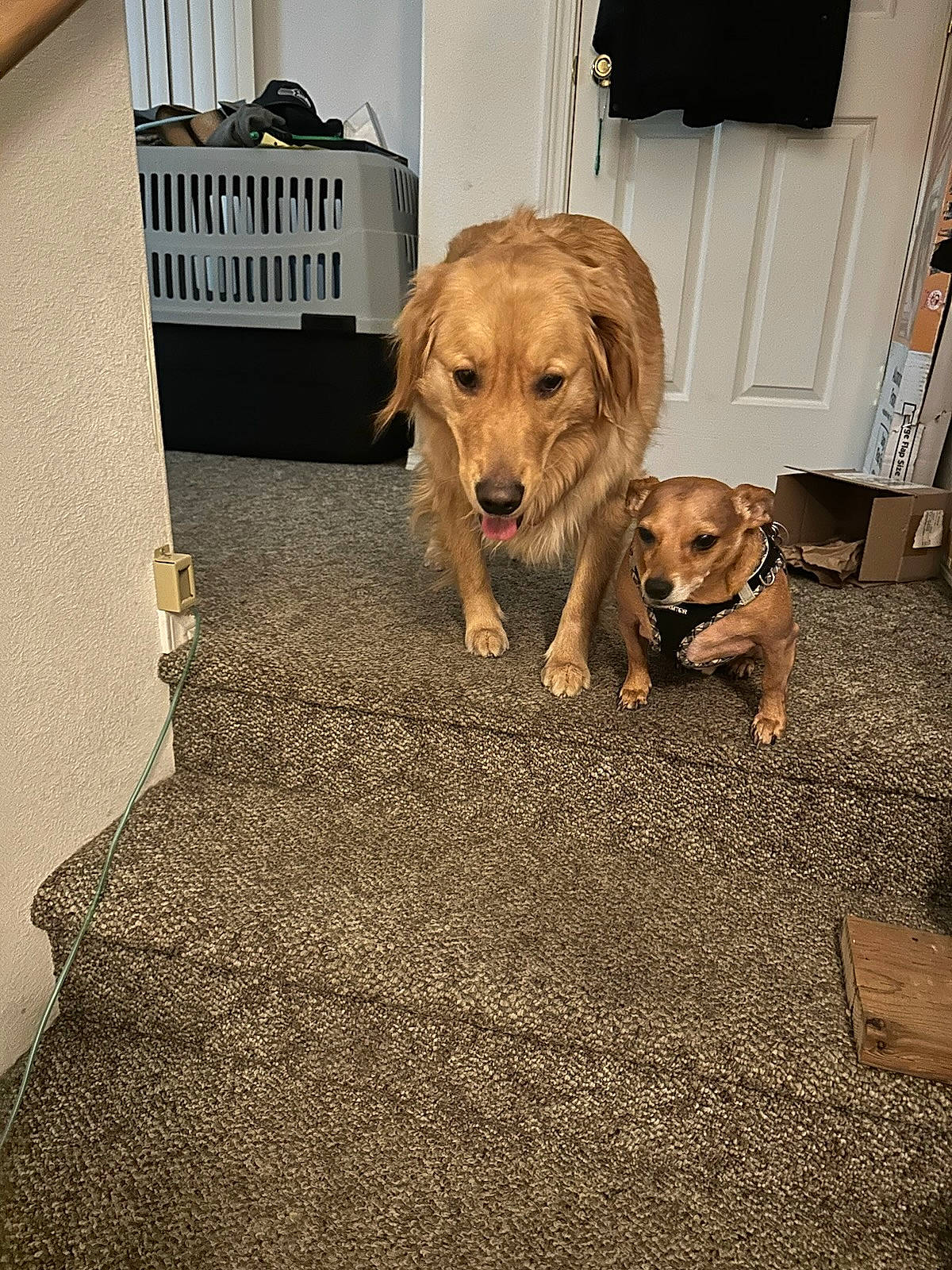 Lucy is registered to the contest to win money with this photo: carnivore, carpet, comfort, companion_dog, dog, dog_breed, dog_supply, door, fawn, floor, flooring, fur, gun_dog, hardwood, pet_supply, plant, snout, sporting_group, wood, working_animal