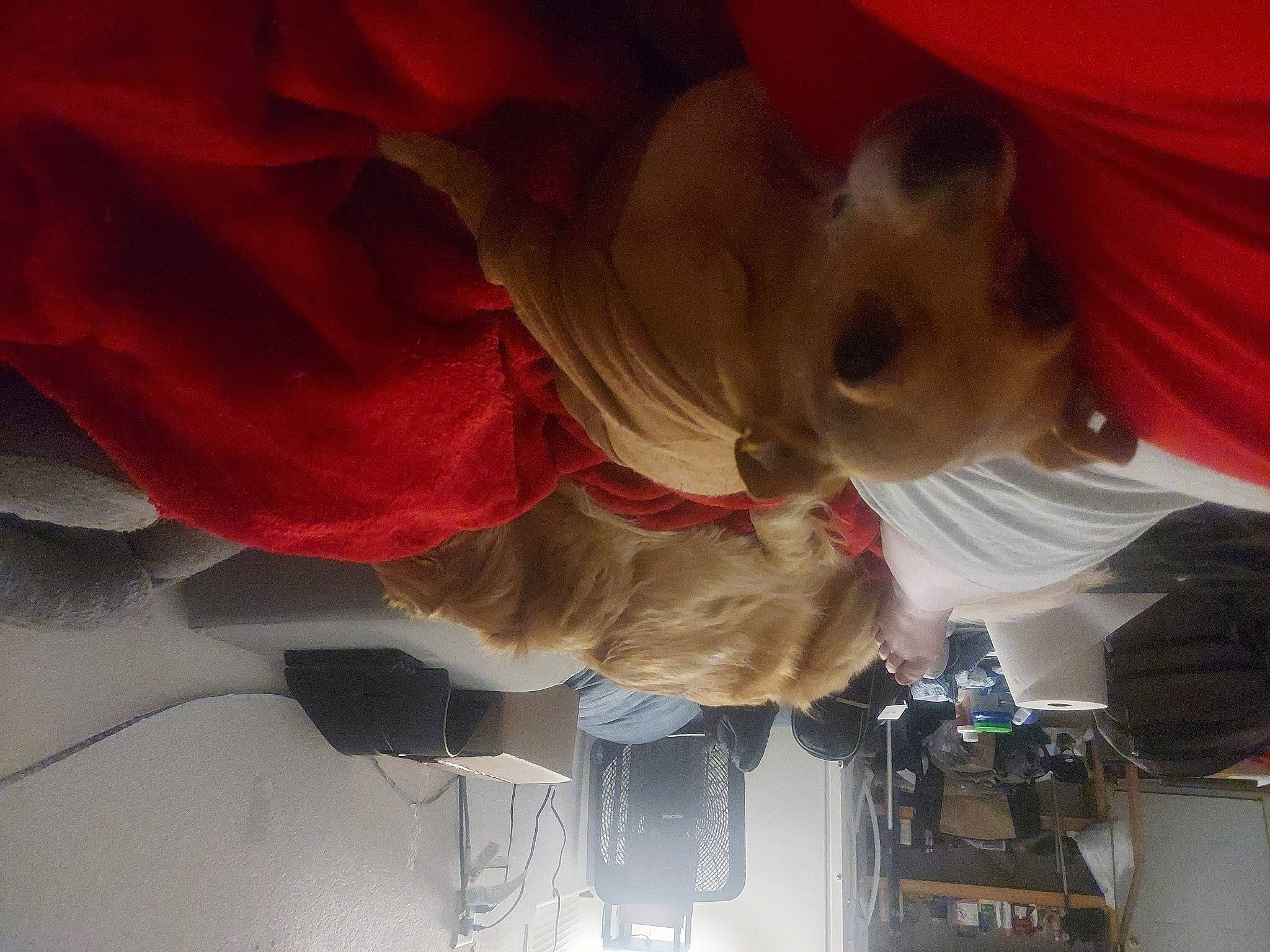 Chip joined the competition — help win amazing prizes! carmine, event, fun, machine, magenta, petal, plant, room, tail, textile, tree