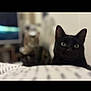 black_cat, tabby_cat, cat, pet, indoor, animal, feline, blurred_background, close_up, curious, looking, domestic_cat, two_cats, household, companions, portrait, whiskers, ears, eyes, fur