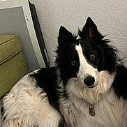Jade a rejoint le concours — aidez-le/la à gagner de superbes lots ! black_and_white, border_collie, collar, comfortable, couch, curious, dog, ears, electronic_device, fluffy_rug, fur, indoor, looking_at_camera, lying_down, paw, pet, relaxed, tag, texture, wall