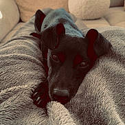 Praline a rejoint le concours — aidez-le/la à gagner de superbes lots ! dog, black_dog, blanket, couch, pillow, indoor, pet, fur, relaxing, cozy, home, soft_texture, animal, laying_down, looking, ears, snout, comfort, resting, close_up