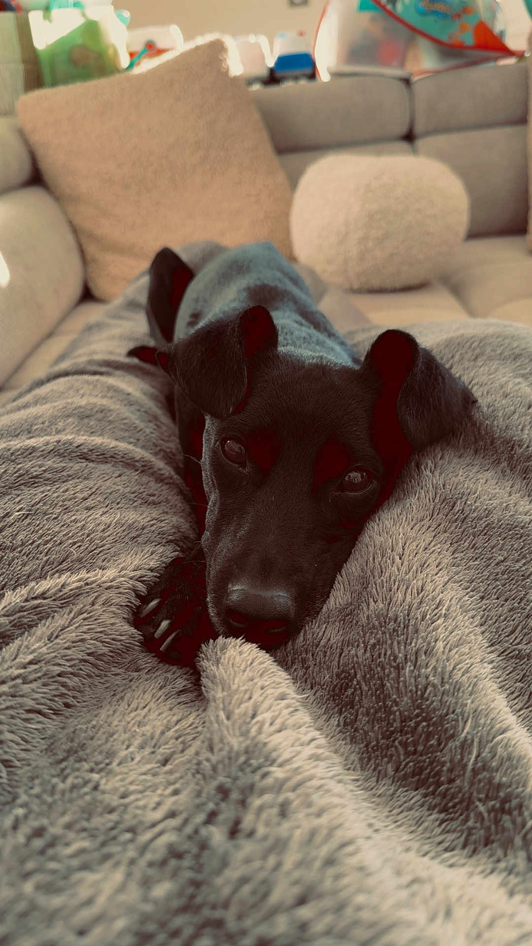 Praline a rejoint le concours — aidez-le/la à gagner de superbes lots ! dog, black_dog, blanket, couch, pillow, indoor, pet, fur, relaxing, cozy, home, soft_texture, animal, laying_down, looking, ears, snout, comfort, resting, close_up