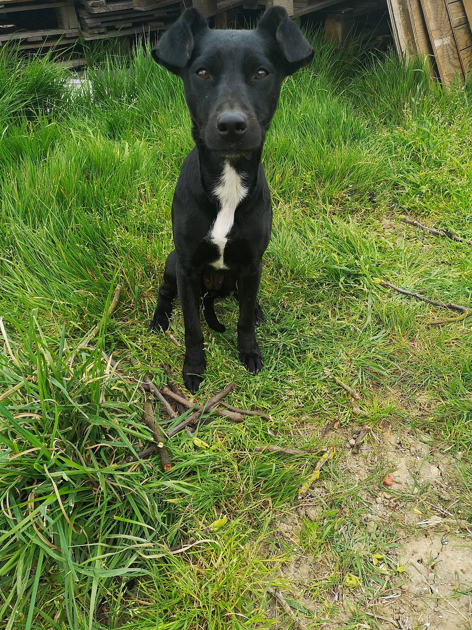 Praline participe au concours pour gagner de l'argent avec cette photo : borador, canidae, carnivore, companion_dog, dog, dog_breed, fawn, grass, gun_dog, hunting_dog, non_sporting_group, plant, snout, sporting_group, tail, terrestrial_animal, whiskers, working_animal