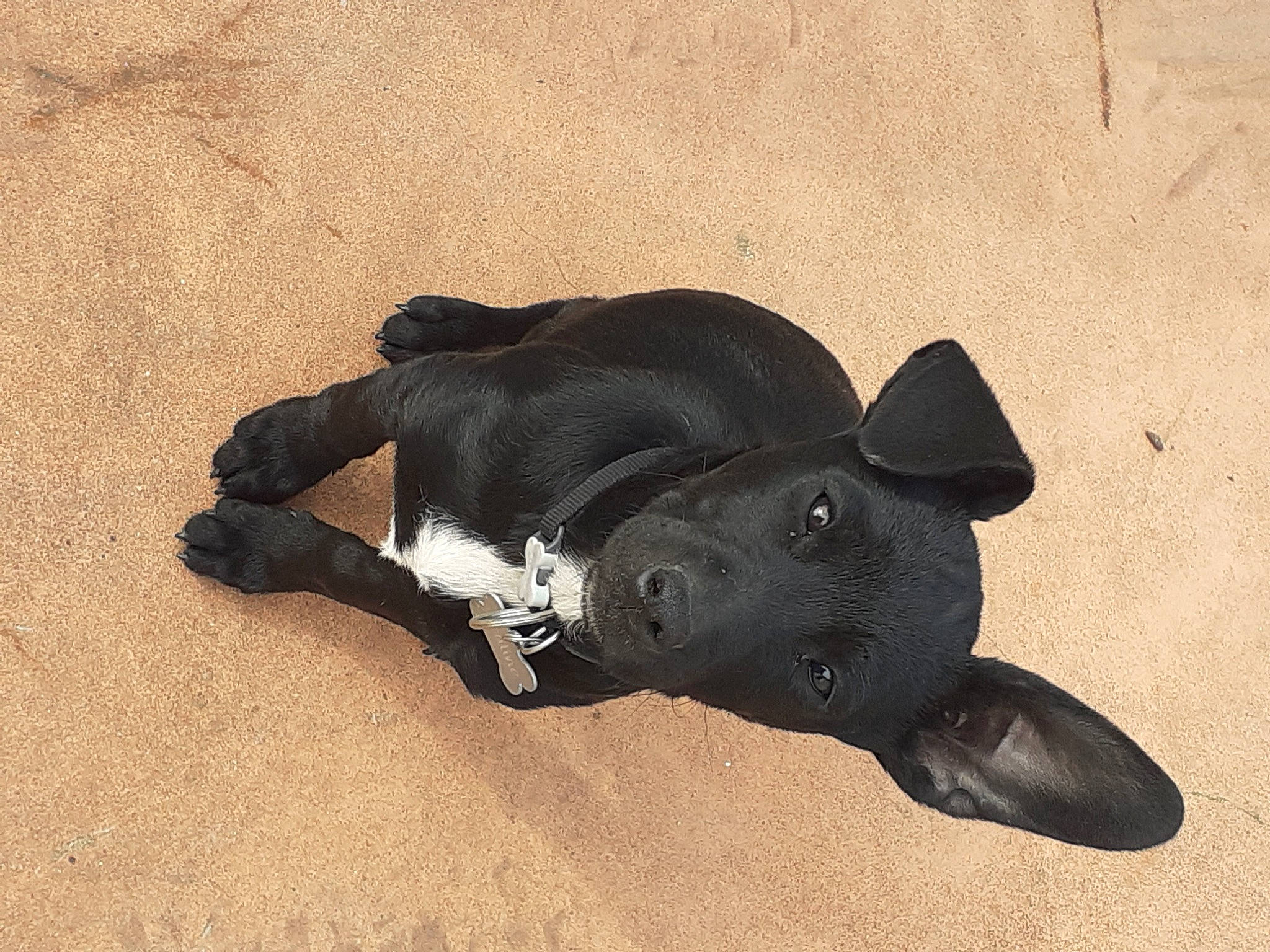 Praline participe au concours pour gagner de l'argent avec cette photo : animal_figure, canidae, carnivore, dog, dog_breed, fawn, non_sporting_group, paw, shadow, snout, sporting_group, tail, terrestrial_animal, toy, working_animal
