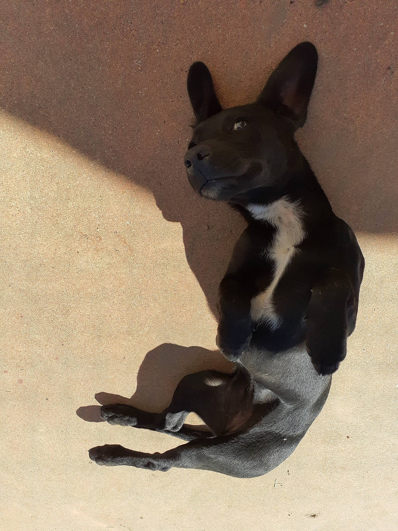 Praline a rejoint le concours — aidez-le/la à gagner de superbes lots ! boston_terrier, canidae, carnivore, comfort, companion_dog, dog, dog_breed, ear, fawn, felidae, non_sporting_group, paw, shadow, snout, sporting_group, tail, terrestrial_animal, toy_dog, whiskers, working_animal