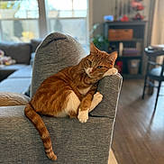 Dory is registered to the contest to win money with this photo: cat, orange_tabby, ginger_cat, couch, armrest, tail, paws, fur, relaxed, lounging, indoor, living_room, window, bokeh, bookshelf, wooden_floor, furniture, cozy, pet, home