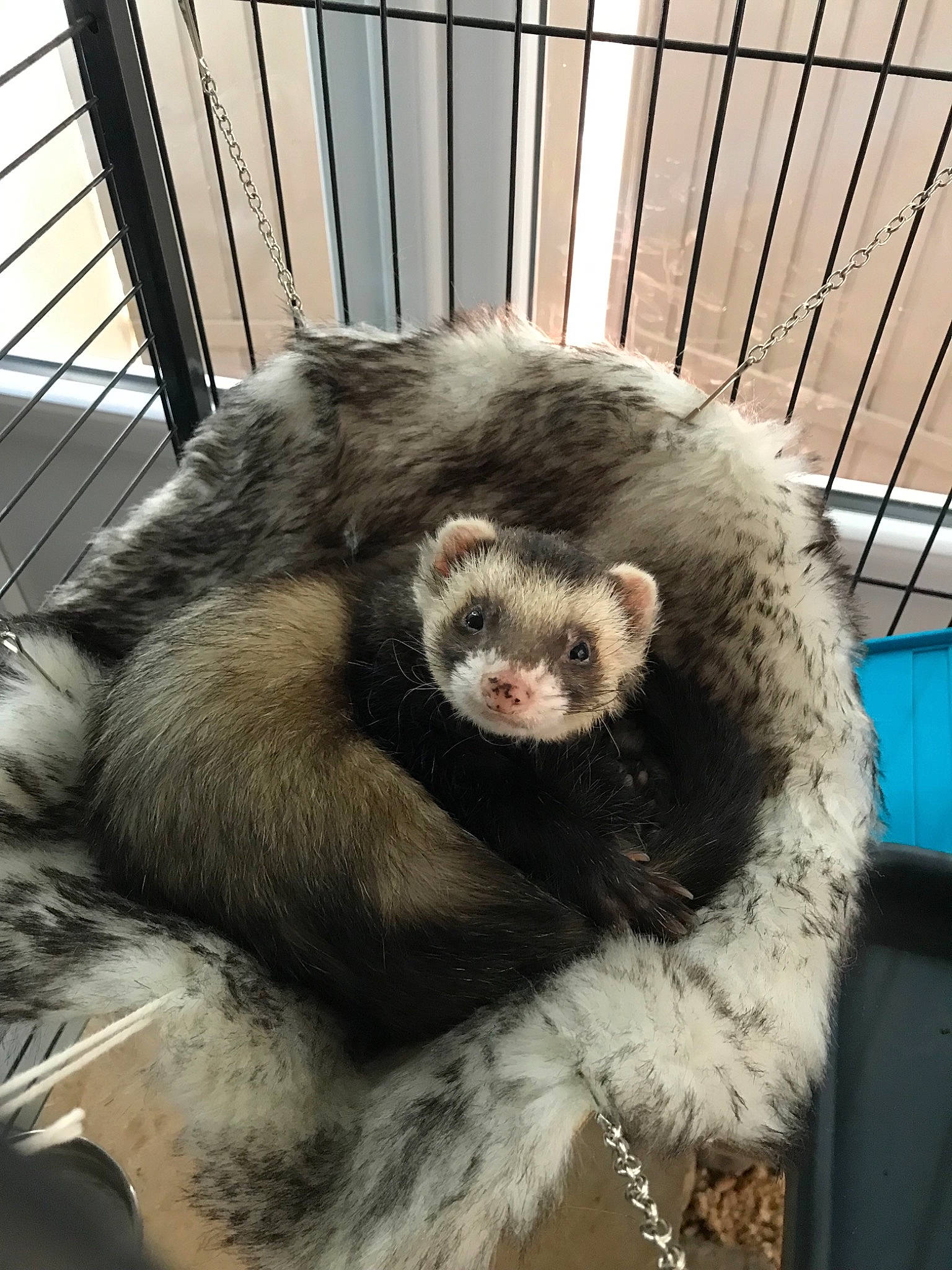 Loustic participe au concours pour gagner de l'argent avec cette photo : black_footed_ferret, carnivore, ferret, fur, mammal, marsupial, marten, mink, mustelidae, mustelinae, polecat, sea_otter, snout, vertebrate, viverridae, whiskers, wildlife