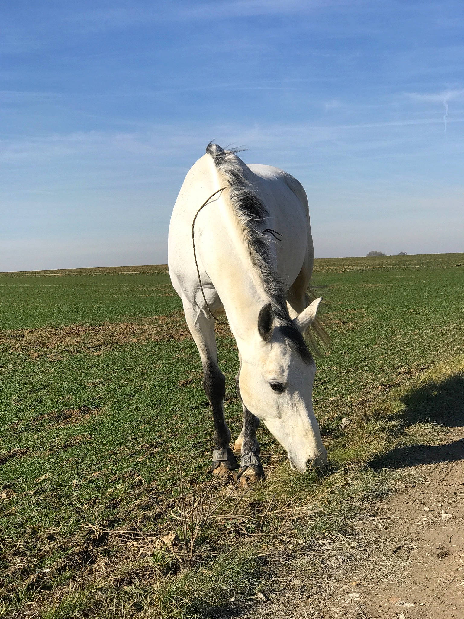 Bahila a rejoint le concours — aidez-le/la à gagner de superbes lots ! farm, field, grass, grassland, grazing, horse, livestock, mane, mare, meadow, pasture, plant, rural_area, sky, stallion, stock_photography