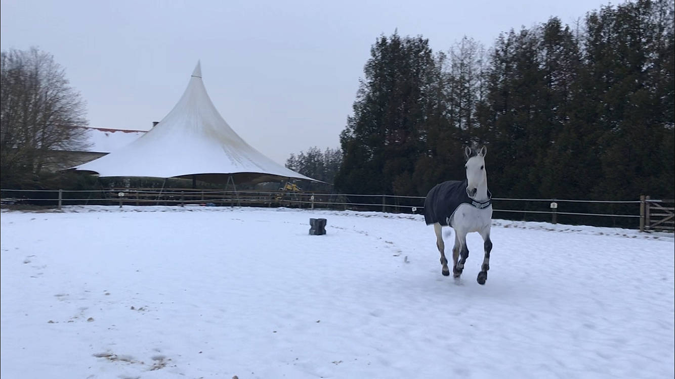 Bahila a rejoint le concours — aidez-le/la à gagner de superbes lots ! freezing, horse, landscape, mane, mare, recreation, sky, snow, stallion, tree, winter
