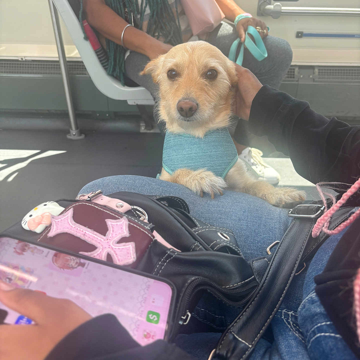 Butterscotch is registered to the contest to win money with this photo: accessory, animal, bag, bus, casual, comfort, companion, dog, hand, harness, indoor, jeans, lap, people, person, pet, resting, seat, smartphone, transportation