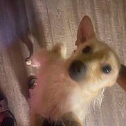 Butterscotch is registered to the contest to win money with this photo: dog, pet, indoor, wooden_floor, curious, blurry, close_up, small_dog, canine, fur, animal, domestic, looking_up, shadow, flooring, light, paw, ears, nose, cute