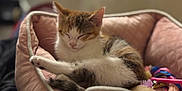 Miracle joined the competition — help win amazing prizes! cat, sleeping, pet_bed, pink, plush, toys, cozy, indoor, feline, resting, fur, cute, domestic_animal, animal, relaxed, soft_lighting, comfort, home, closeup, peaceful