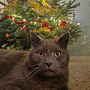 Simon participe au concours pour gagner de l'argent avec cette photo : cat, gray_cat, pet, animal, christmas_tree, christmas, holiday, decorations, lights, festive, indoor, carpet, living_room, portrait, close_up, sitting, lying_down, greenery, cozy, social_media